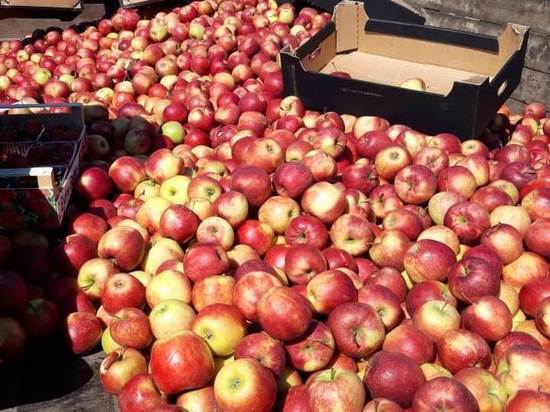 Более 1,6 тонн яблок уничтожили в Псковской области