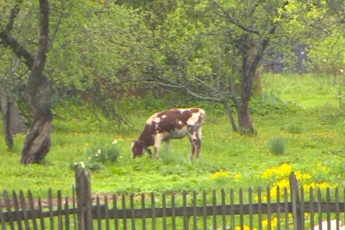 Корова в болоте. Смоленск парк в центре с коровой. ООО клевая Буренка Сафоновский район фото.