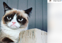 В возрасте 7 лет в США умерла самая знаменитая интернет-кошка — Grumpy Cat, взорвавшая соцсети своим особым грустным выражением «лица»