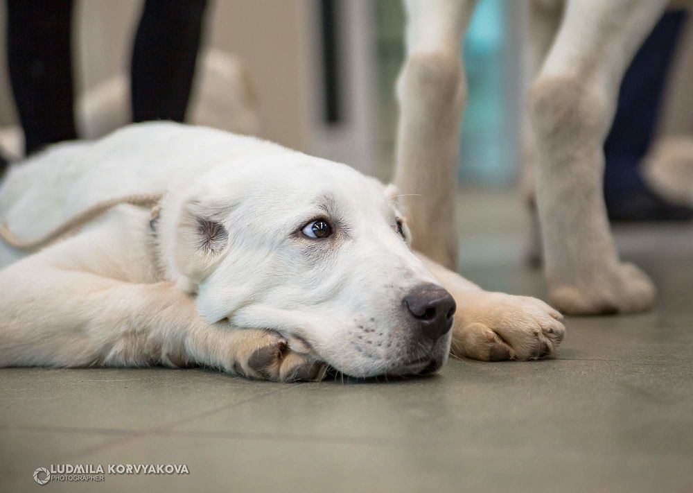 Пёсик-мокрый носик: самые милые кадры с выставки собак в Петрозаводске