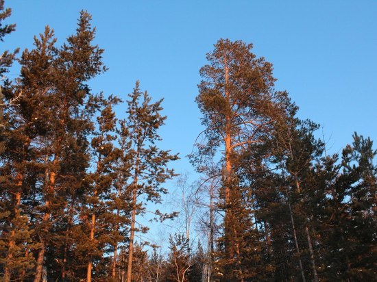 Осипов поручил быстрее заменять недобросовестных арендаторов леса