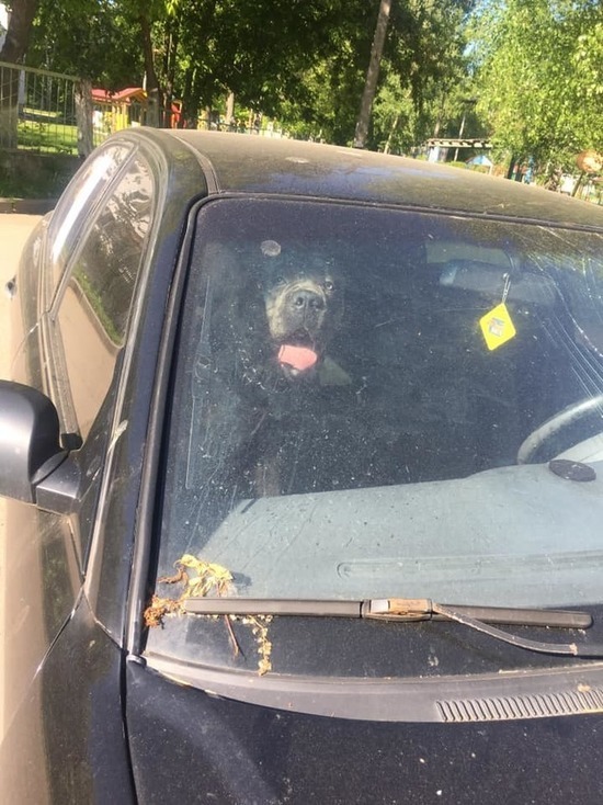 В Ярославле хозяева чуть не уморили собаку в машине