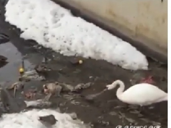 Убирающий лебедь: расчищавшую мусор птицу обсуждают жители Карачаево-Черкесии