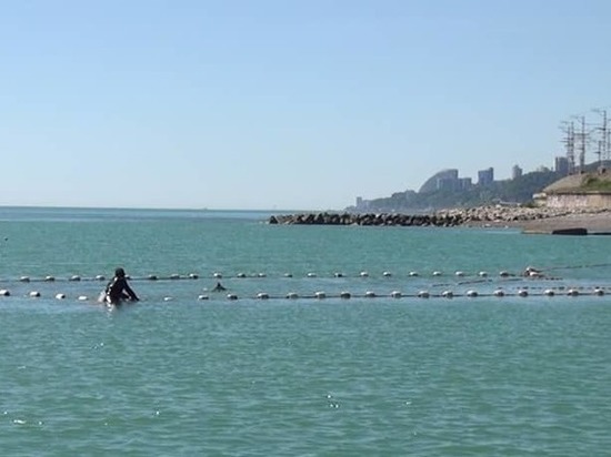 Волонтёры в Сочи спасли дельфина из рыболовецкой сети