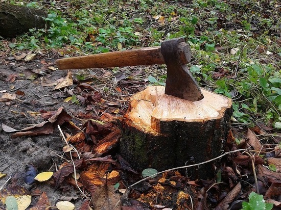 Жители Улан-Удэ сообщили о варварской вырубке деревьев у Байдонова ключа