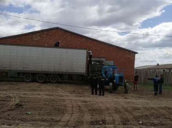 В Первомайском районе на границе с Казахстаном задержали 30 коров