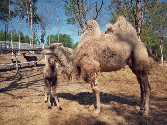 В калужском зоопарке родился верблюд