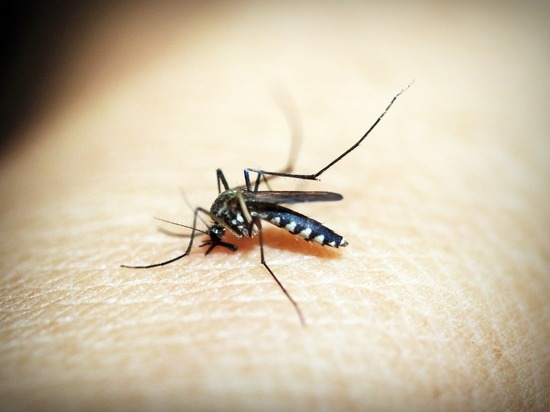 Лучшие подручные средства от комариных укусов назвали волгоградцам