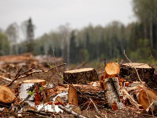 Злоумышленники в Тверской области почти пять лет незаконно рубили лес