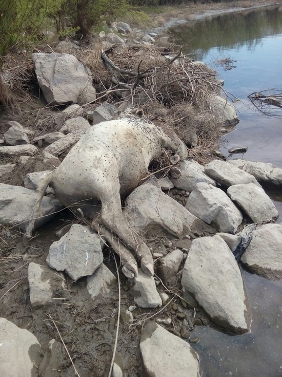 На Селенге в Улан-Удэ горожане нашли разлагающийся труп теленка