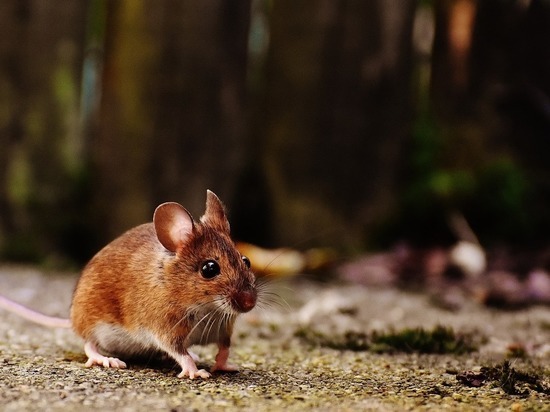 В Смоленске ребенка в подъезде покусала мышь