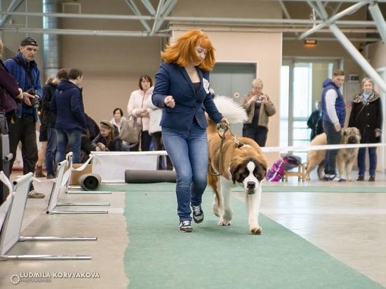 Кто самый-самый: выставка породистых собак вновь пройдёт в Петрозаводске