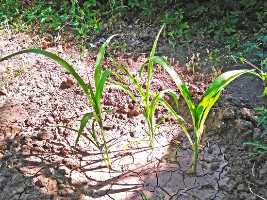 Волгоградский растениевод: трескающуюся почву спасет окультуривание