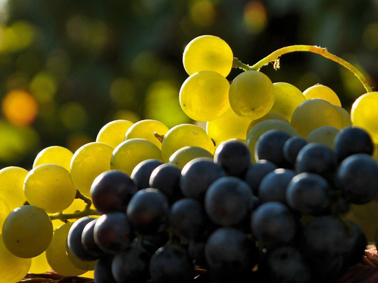 На Кубани потратят 100 миллионов на культивирование винограда
