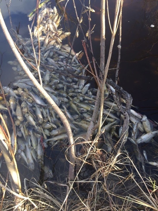 Надымчане сообщили о массовой гибели рыб в озере Янтарное