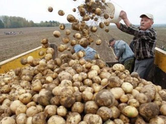 В Тверской области перед судом предстанет «картофельная ОПГ»