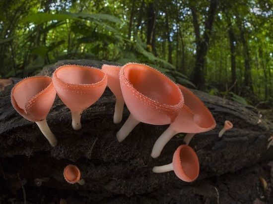 Старейшие на планете грибы найдены в Канаде