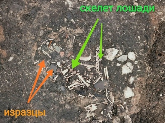 Скелет лошади обнаружили археологи на Мстиславском раскопе среди обломков печи