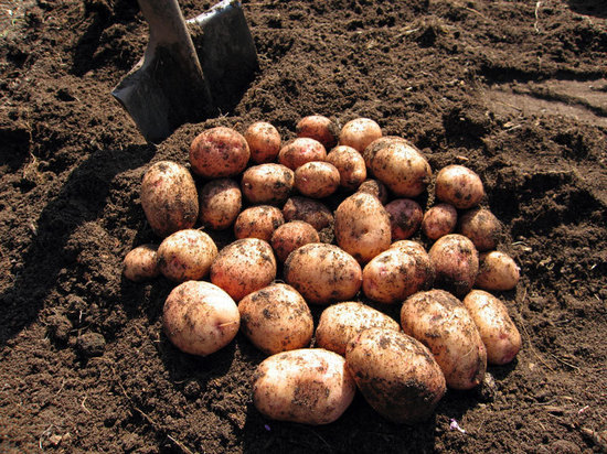 Небольшая зарплата вынудила мужчин воровать картошку с полей Тверской области
