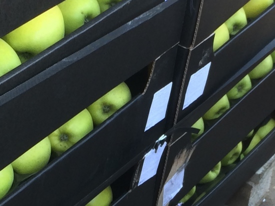 На базе в Оренбурге обнаружили опасные яблоки