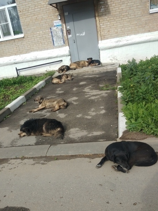 В Донском пенсионерка спрятала собак от отлова в подъезде