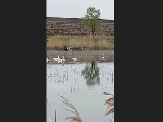 Щекинец снял на видео ночевку диких лебедей