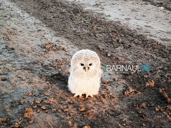 Маленького совенка нашла на дороге жительница Барнаула