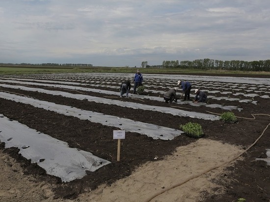 Модернизированный склад построят на ульяновской агрофирме «Лаишевская»