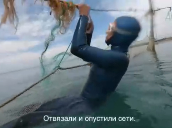 В Сочи активисты спасли дельфинёнка, застрявшего в рыболовной сети