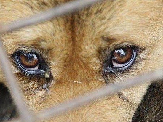 В Тверской области жестоко убили собак и бросили в подвал сарая