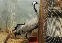 Редкий пернатый гость оказался пациентом госпиталя птиц в Балашихе