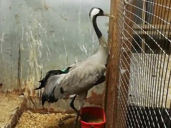 Но физические травмы пугливой птицы залечить до конца не удалось