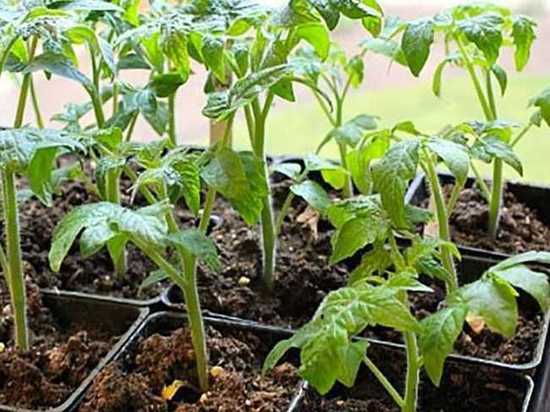В Калмыкии нарушен закон о карантине растений