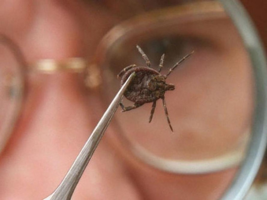 В Чувашии у клещей-переносчиков нашли вирусный энцефалит
