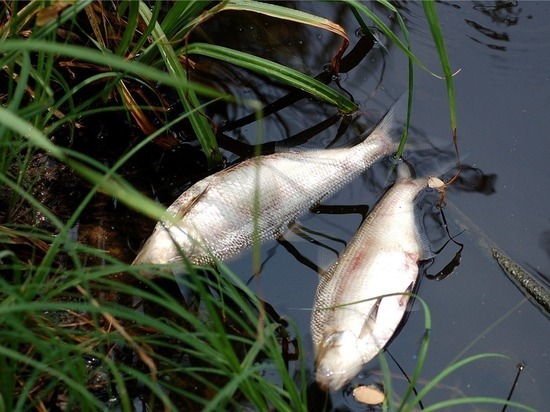 На пруду под Саранском массово погибла рыба