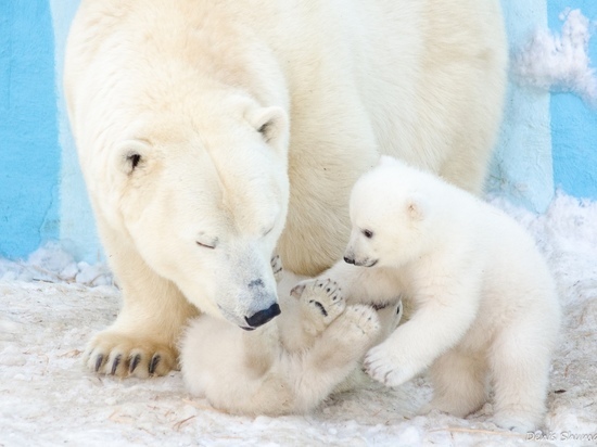 Белых медвежат в Новосибирском зоопарке назвали Норди и Шайна