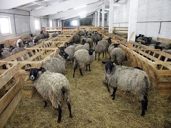 Кубанские овцеводы привезли с международной выставки пять наград