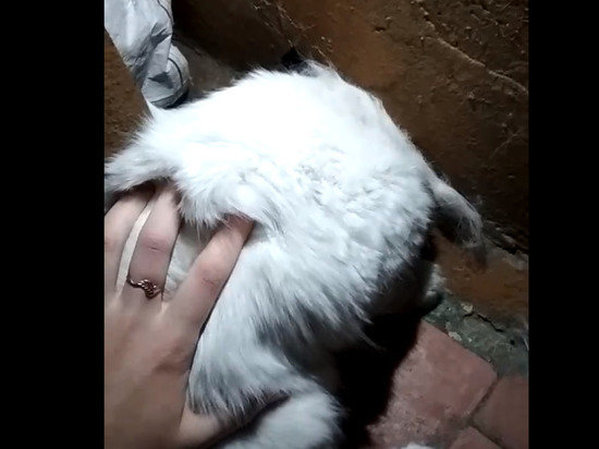 В Лесосибирске жители сломали стену дома, чтобы вытащить застрявшую кошку