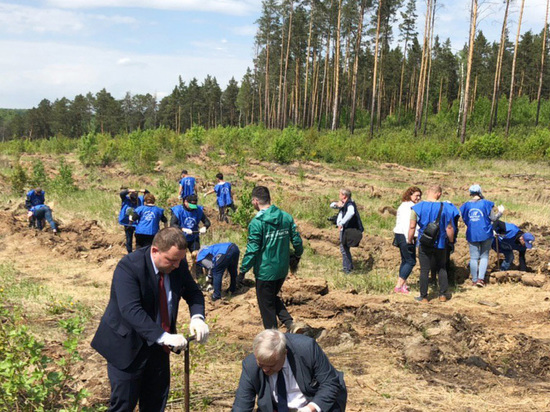 ЧМК совместно с экологами займется восстановлением леса вокруг Челябинска