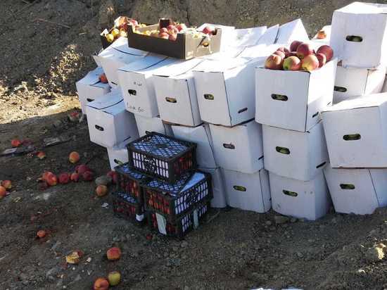 В Свердловской области уничтожили более тонны яблок и нектарин
