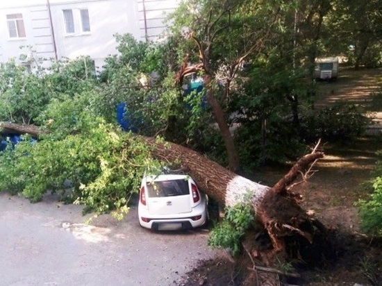 В Ростове упавшее огромное дерево раздавило припаркованную иномарку