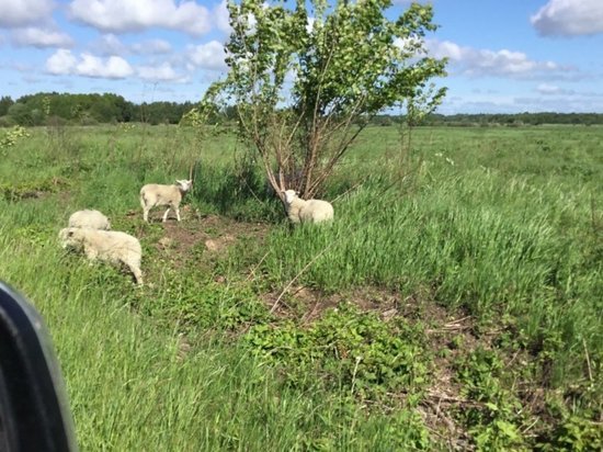 В Зеленоградске домашних животных пасут, где хотят, а в Польше бродит дикое стадо коров