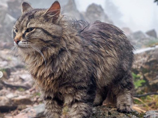 В горах, на высоте 1000 метров, южноуральские туристы встретили ласкового и умного кота