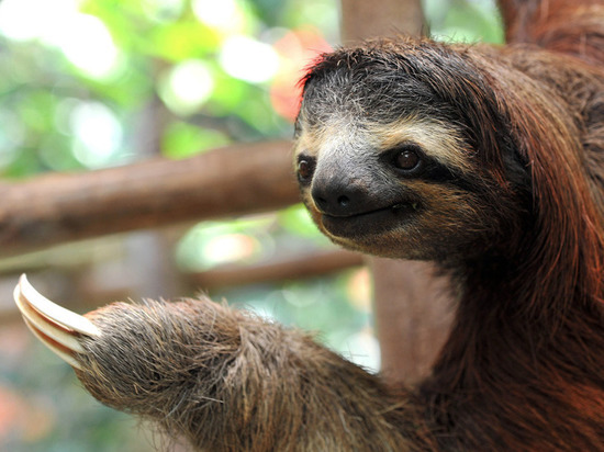 В калининградский зоопарк заселятся  ленивец, трубкозуб и такин