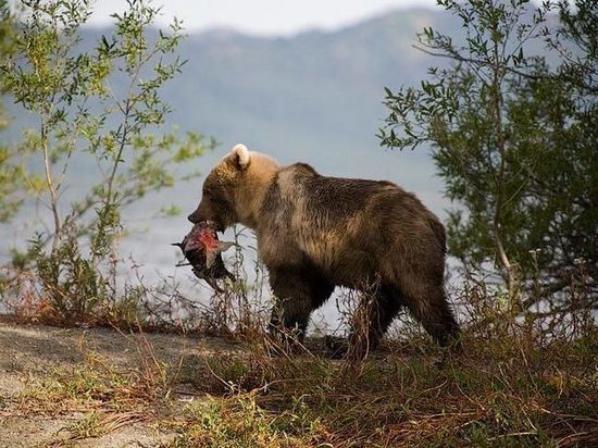 В Корякии медведь загрыз золотодобытчика В Корякии медведь загрыз золотодобытчика