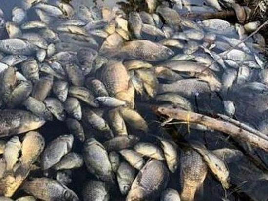 Рыба в Усольском районе погибла из-за морозов