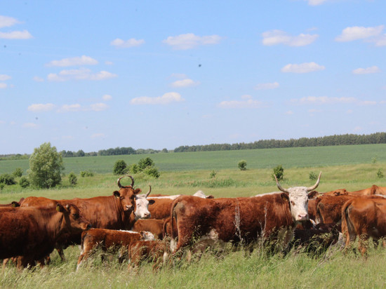 В Тамбовской области обсудили развитие мясного скотоводства