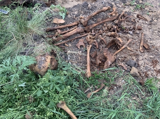 В Курганской области обнаружены скелетированные останки человека