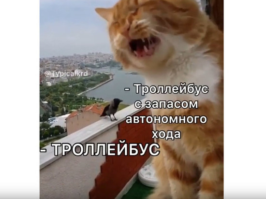 Спор вороны и кота превратили в мем про троллейбусы в Краснодаре