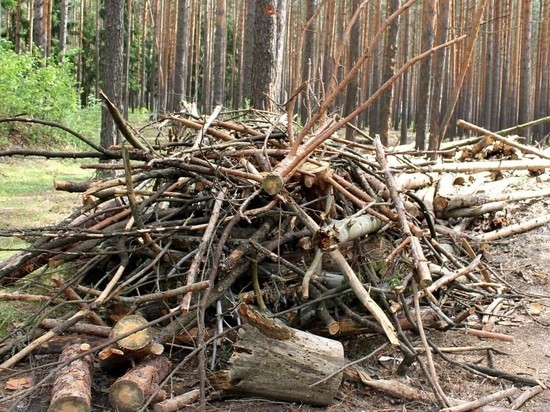 В Саранске ещё один парк расчистят от поваленных деревьев